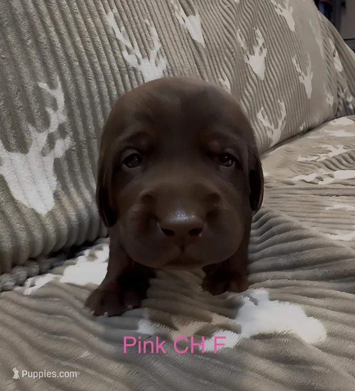 Pink – Labrador Retriever puppy for sale in Topeka, KS