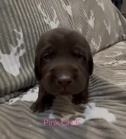 Pink, a female Labrador Retriever for sale in Topeka, KS – 2 of 3