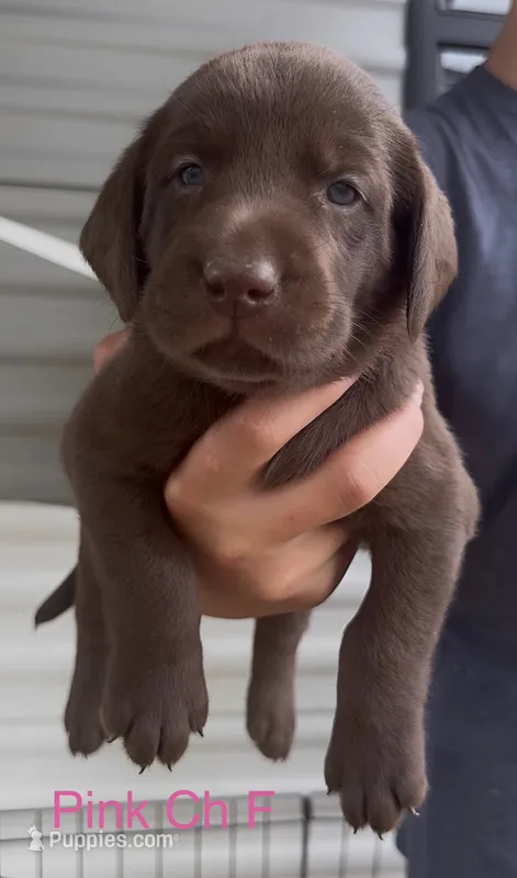 Pink – Labrador Retriever puppy for sale in Topeka, KS