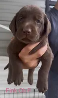 Pink, a female Labrador Retriever for sale in Topeka, KS – 1 of 3