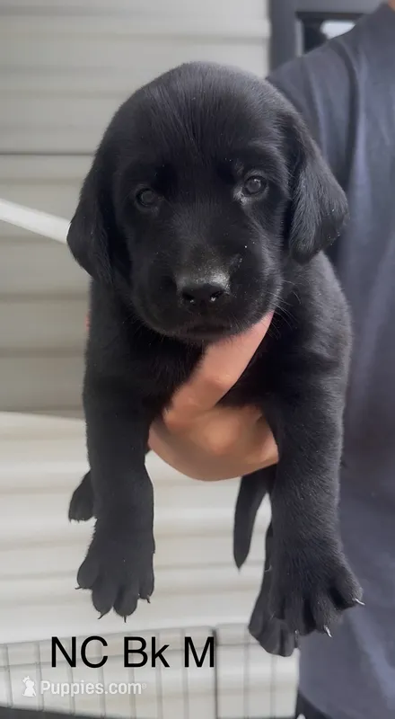 Black M – Labrador Retriever puppy for sale in Topeka, KS
