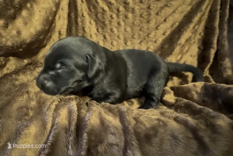 Black M, a male Labrador Retriever for sale in Topeka, KS – 1 of 1