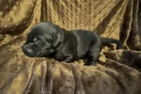 Black M, a male Labrador Retriever for sale in Topeka, KS – 1 of 1