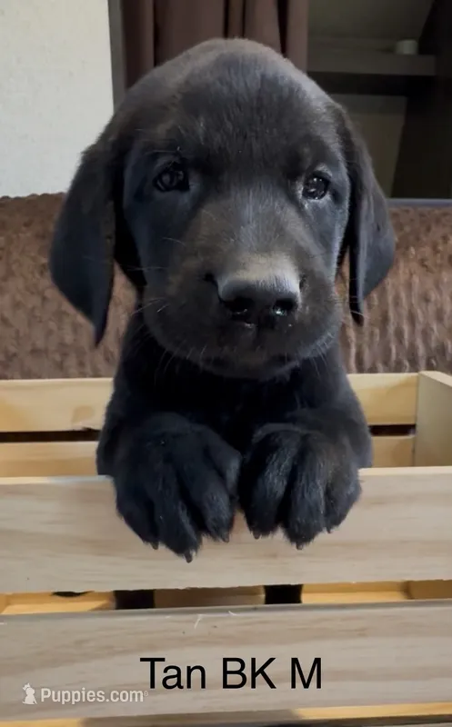 Tan – Labrador Retriever puppy for sale in Topeka, KS