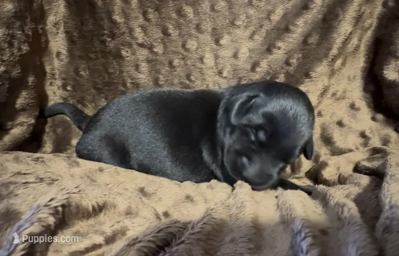 Black Female – Labrador Retriever puppy for sale in Topeka, KS