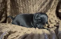 Black Female, a female Labrador Retriever for sale in Topeka, KS – 1 of 1