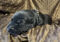 Tan, a male Labrador Retriever for sale in Topeka, KS – 2 of 2