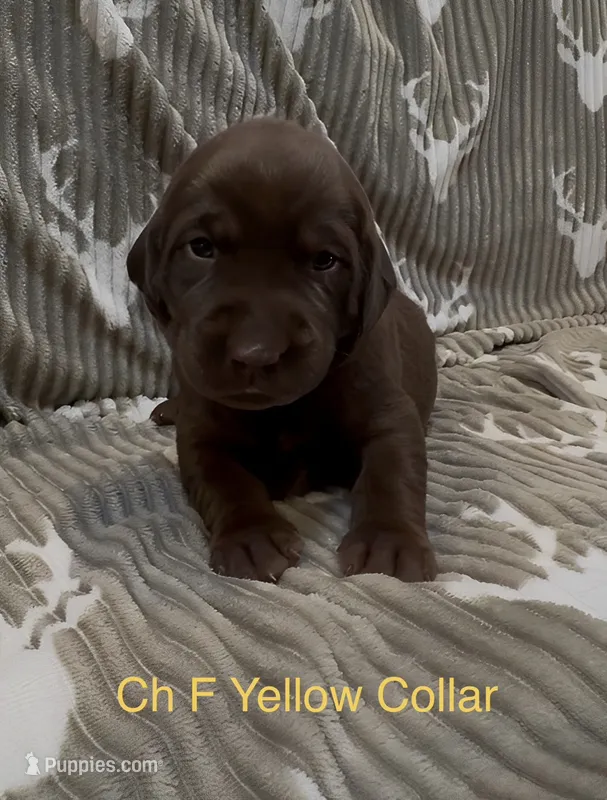 Yellow – Labrador Retriever puppy for sale in Topeka, KS