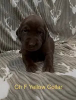 Yellow, a female Labrador Retriever for sale in Topeka, KS – 2 of 4