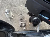 Yellow girl, a female Miniature Australian Shepherd for sale in Dixon, MO – Photo 10 of 10
