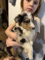 Yellow girl, a female Miniature Australian Shepherd for sale in Dixon, MO – Photo 4 of 10