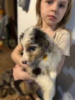 Yellow girl, a female Miniature Australian Shepherd for sale in Dixon, MO – Photo 3 of 10