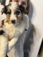 Yellow girl, a female Miniature Australian Shepherd for sale in Dixon, MO – Photo 5 of 10