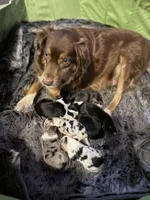 Yellow girl, a female Miniature Australian Shepherd for sale in Dixon, MO – Photo 7 of 10