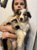 Yellow girl, a female Miniature Australian Shepherd for sale in Dixon, MO – Photo 1 of 10