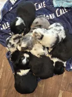 Yellow girl, a female Miniature Australian Shepherd for sale in Dixon, MO – Photo 6 of 10