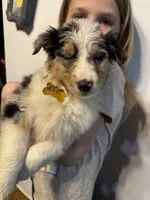 Yellow girl, a female Miniature Australian Shepherd for sale in Dixon, MO – Photo 2 of 10