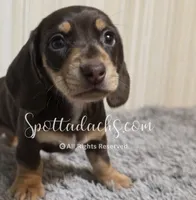 Shanti, a female Miniature Dachshund for sale in Onalaska, WA – 1 of 1