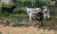 Esmay, a female Dachshund for sale in Onalaska, WA – 6 of 7