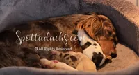 Daddy's Girl, a female Dachshund for sale in Onalaska, WA – 8 of 10