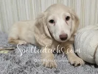 Cream Of The Crop, a male Dachshund for sale in Onalaska, WA – 4 of 9