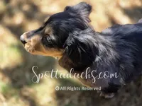 Zorro, a male Dachshund for sale in Onalaska, WA – 7 of 8