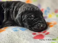 Black Beauty, a female Great Dane for sale in Onalaska, WA – Photo 2 of 6