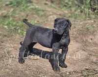 Black Beauty, a female Great Dane for sale in Onalaska, WA – 6 of 9