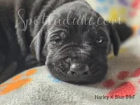 Black Beauty, a female Great Dane for sale in Onalaska, WA – Photo 3 of 6