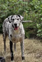 Black Beauty, a female Great Dane for sale in Onalaska, WA – Photo 6 of 6