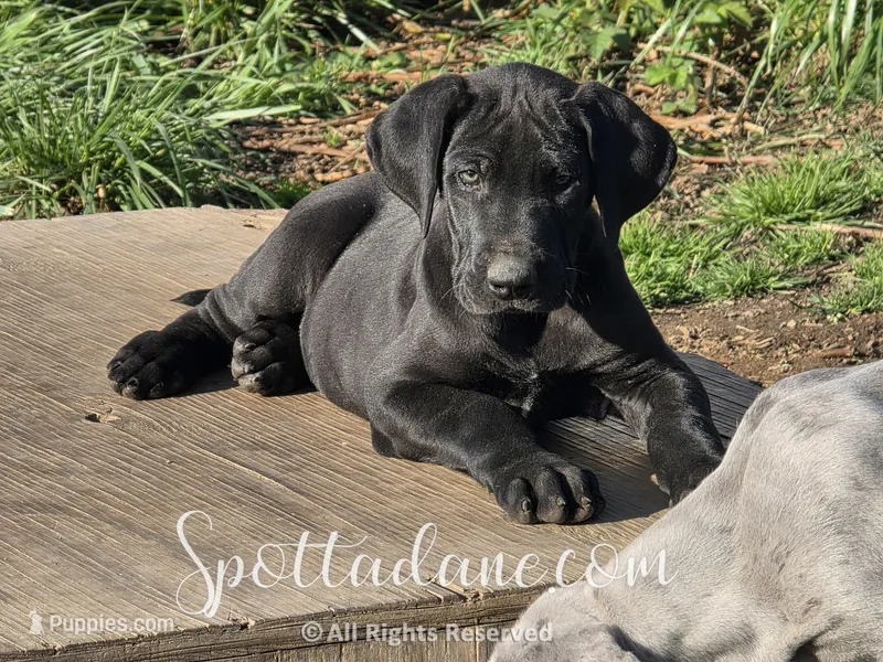 Black Beauty – Great Dane puppy for sale in Onalaska, WA