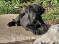 Black Beauty, a female Great Dane for sale in Onalaska, WA – 2 of 9