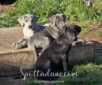 Black Beauty, a female Great Dane for sale in Onalaska, WA – 3 of 9
