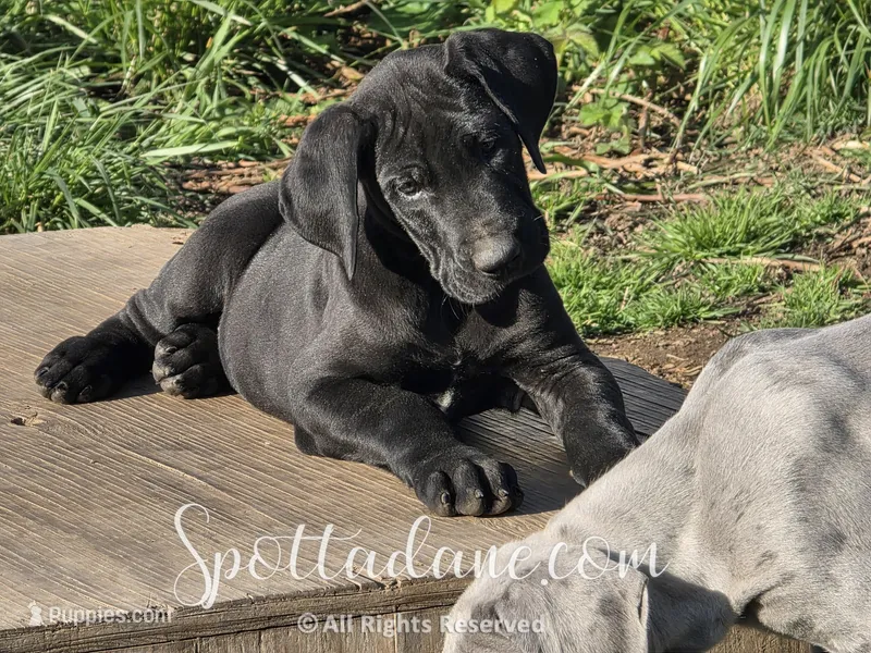 Black Beauty – Great Dane puppy for sale in Onalaska, WA