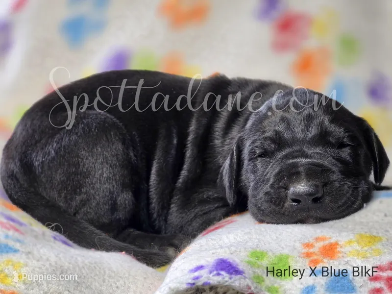 Black Beauty – Great Dane puppy for sale in Onalaska, WA