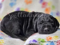 Black Beauty, a female Great Dane for sale in Onalaska, WA – Photo 1 of 6