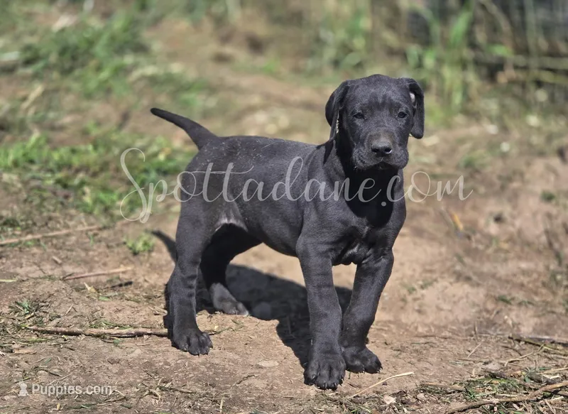 Black Beauty – Great Dane puppy for sale in Onalaska, WA