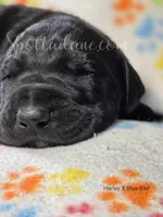 Black Beauty, a female Great Dane for sale in Onalaska, WA – Photo 4 of 6