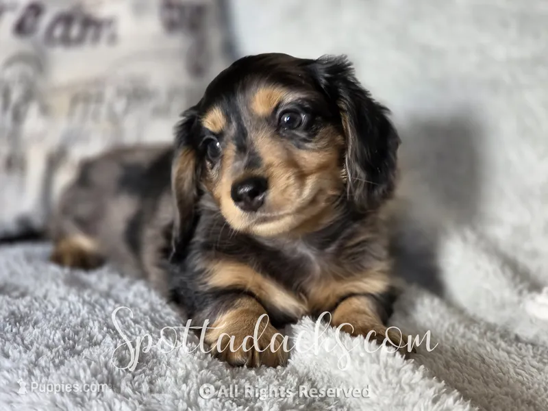 Zorro – Dachshund puppy for sale in Onalaska, WA