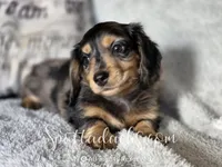 Zorro, a male Dachshund for sale in Onalaska, WA – 4 of 4