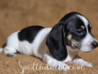 Cerberus, a male Dachshund for sale in Onalaska, WA – Photo 2 of 6