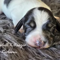 Cerberus, a male Dachshund for sale in Onalaska, WA – Photo 6 of 6