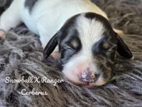 Cerberus, a male Dachshund for sale in Onalaska, WA – Photo 3 of 3