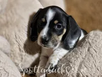 Cerberus, a male Dachshund for sale in Onalaska, WA – Photo 3 of 6