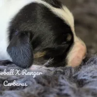 Cerberus, a male Dachshund for sale in Onalaska, WA – Photo 5 of 6