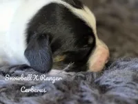 Cerberus, a male Dachshund for sale in Onalaska, WA – Photo 2 of 3