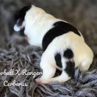 Cerberus, a male Dachshund for sale in Onalaska, WA – Photo 4 of 6