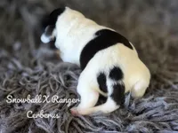 Cerberus, a male Dachshund for sale in Onalaska, WA – Photo 1 of 3