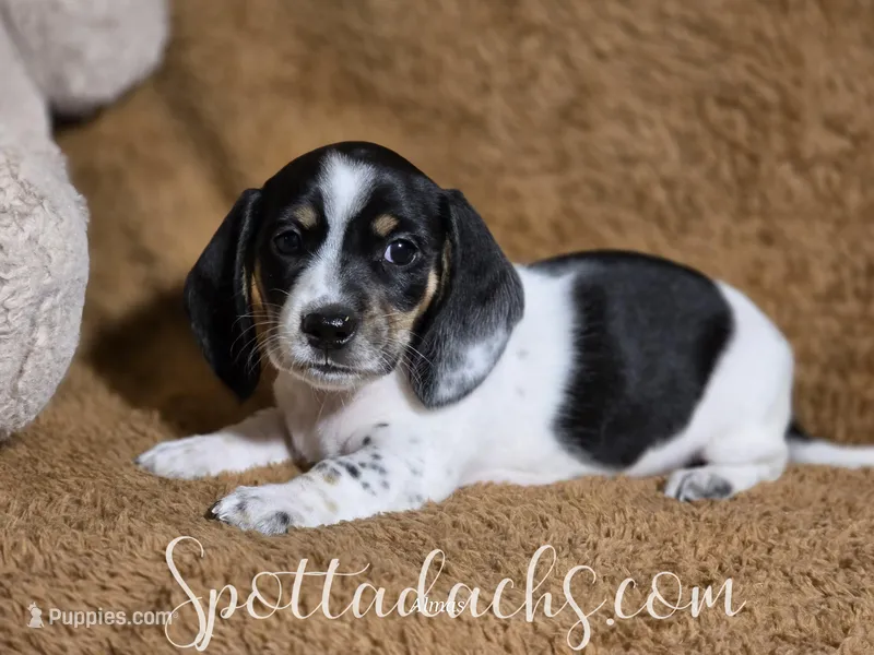 Cerberus – Dachshund puppy for sale in Onalaska, WA