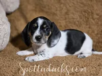 Cerberus, a male Dachshund for sale in Onalaska, WA – Photo 1 of 6